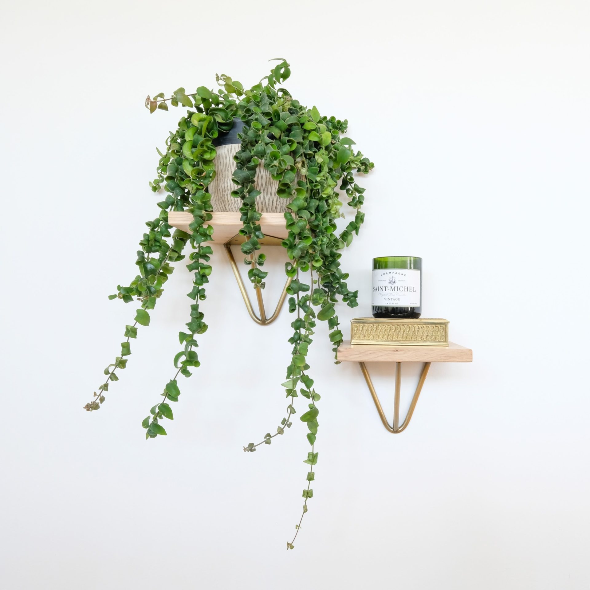 Small plant on wall shelf