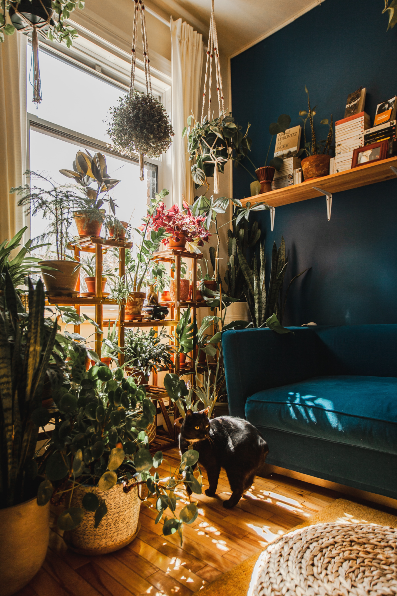 Bohemian room in dark blue shade and house plants