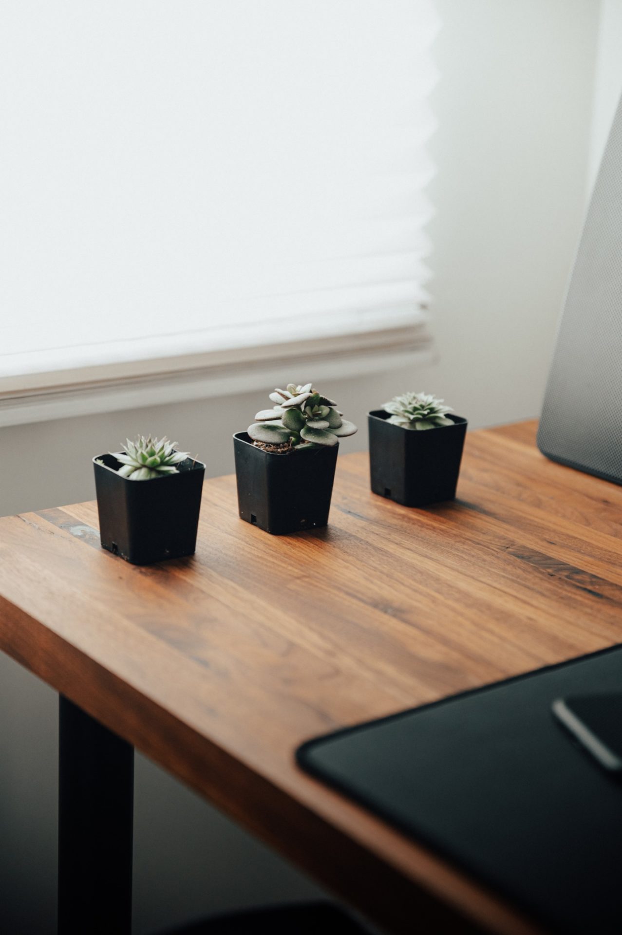 Modern wood office desk with 3 succulent plants