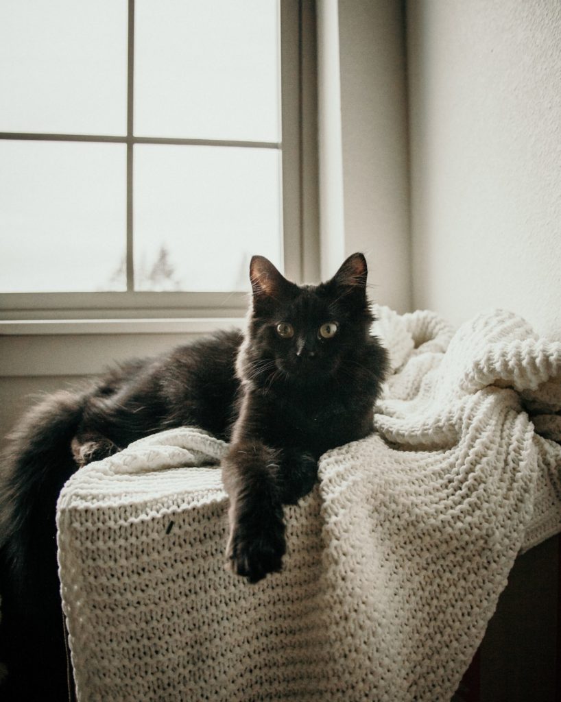 Black cat o chair with cream colored chunky throw