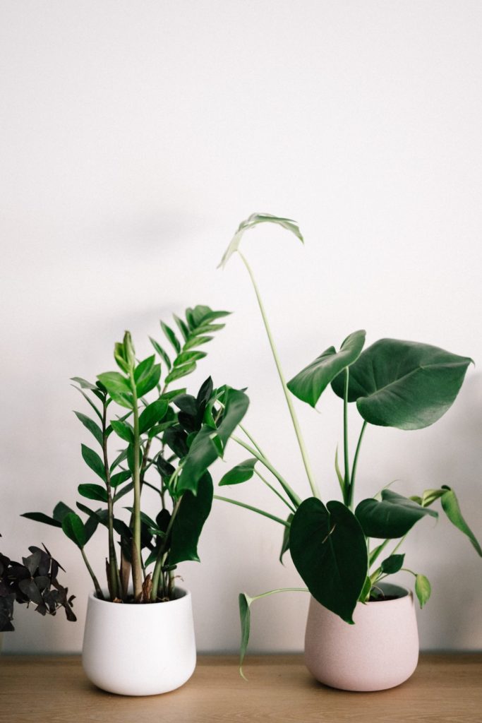 Indoor house plants in minimalist white pots