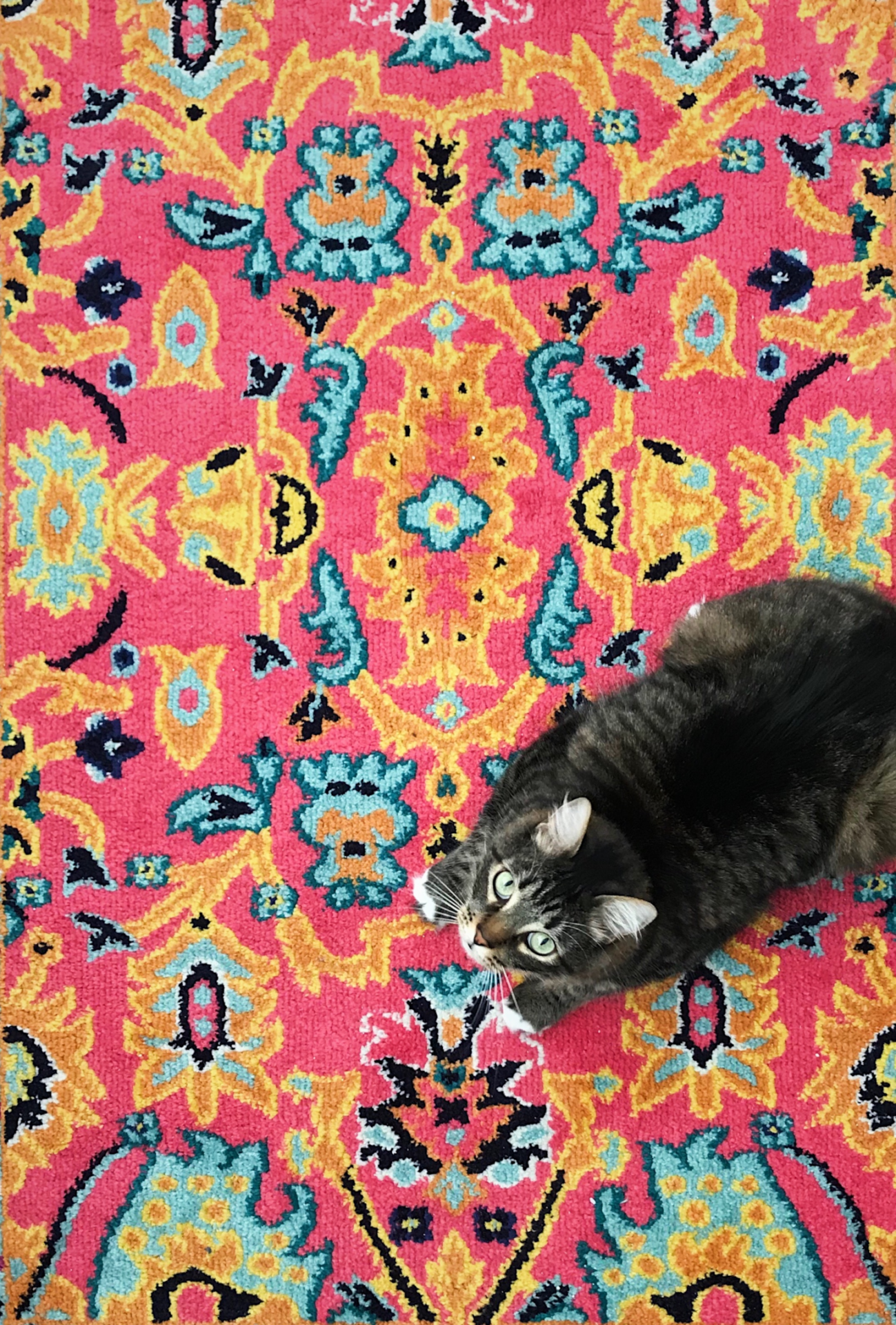 Vintage colorful Bohemian style floor rug with cat