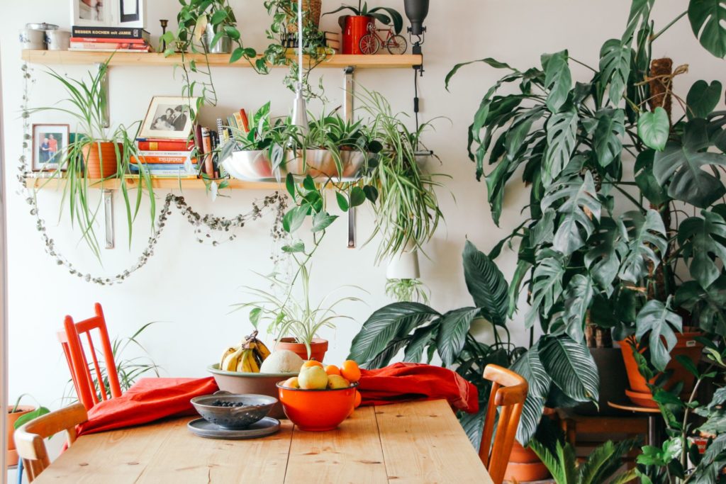 Variety of house plants