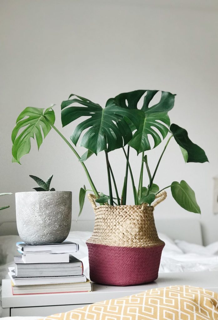 Monsterra plant in a woven basket