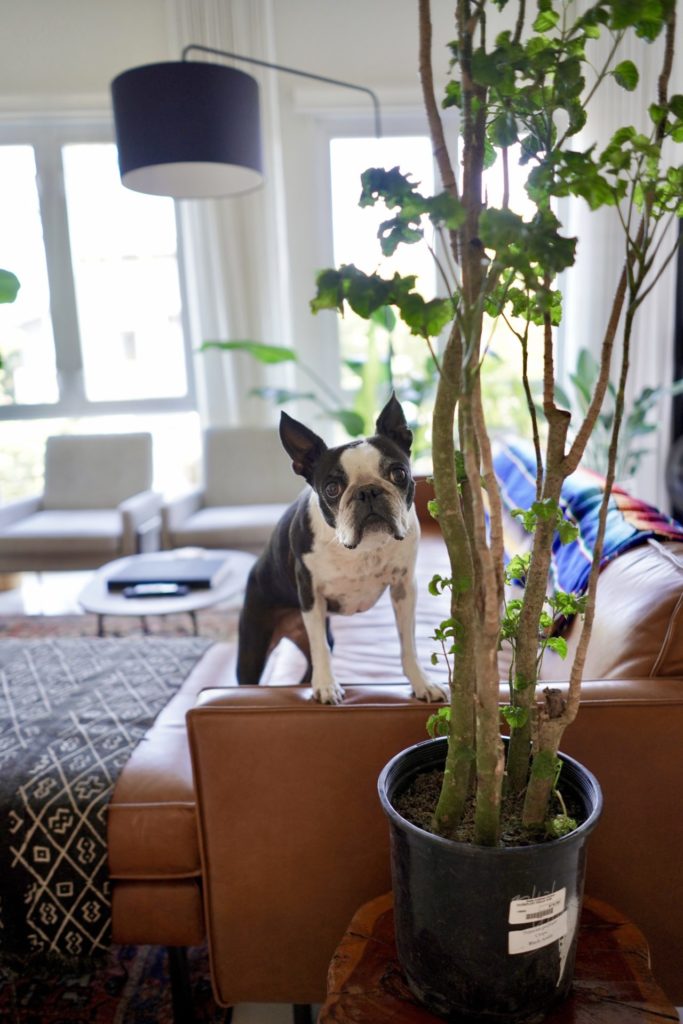 Cute Boston terrier dog and indoor plant in a Boho living room