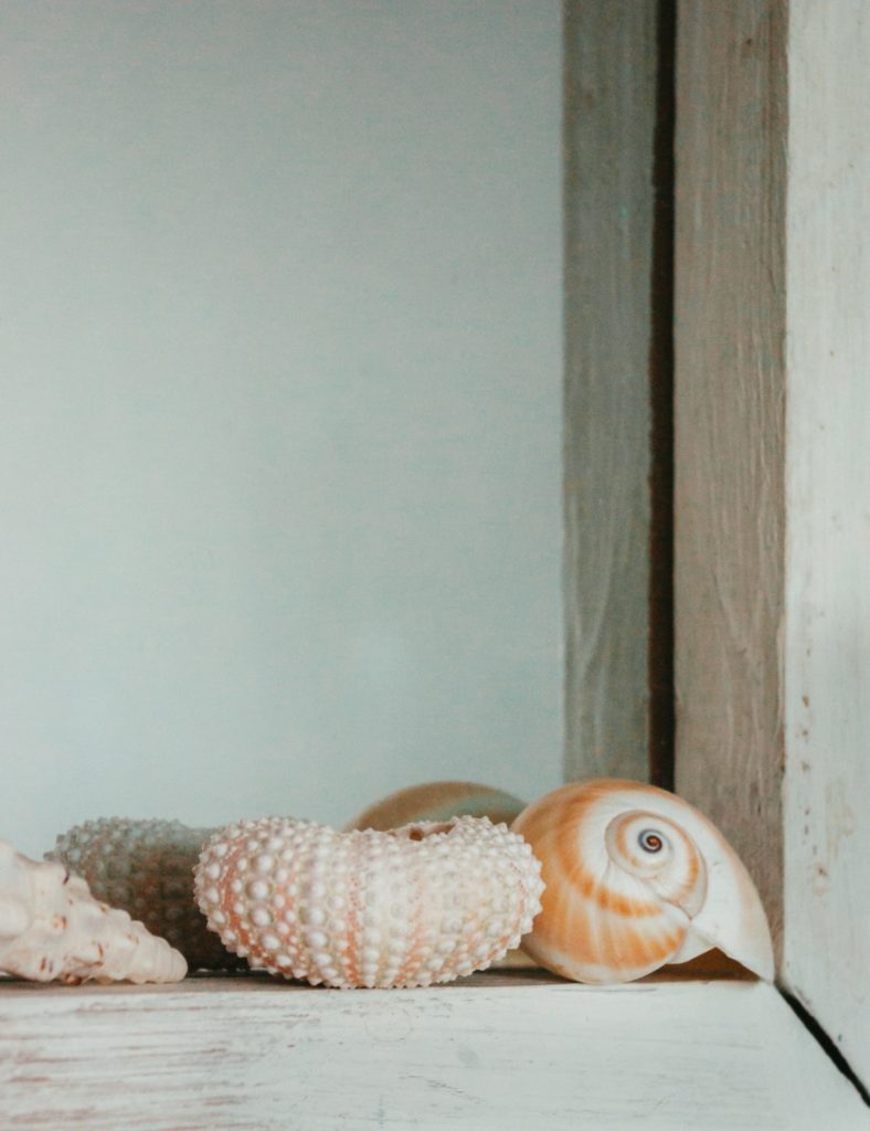 Conch shells on a shelf