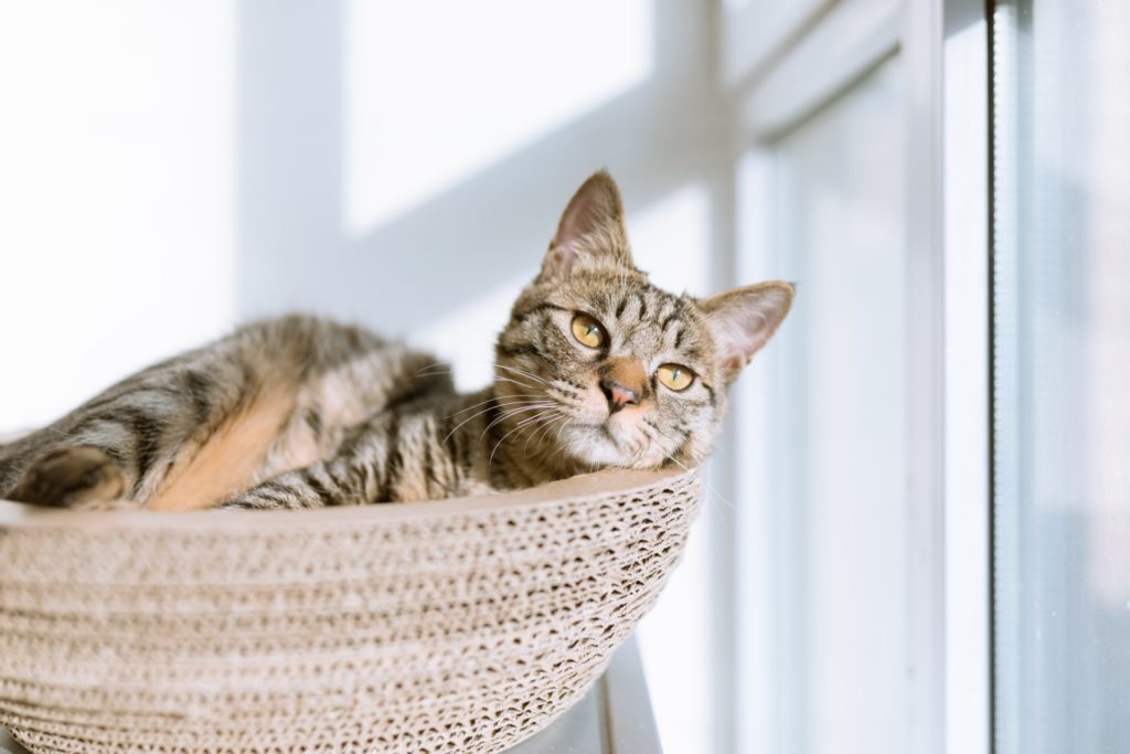 Woven basket with cute cat