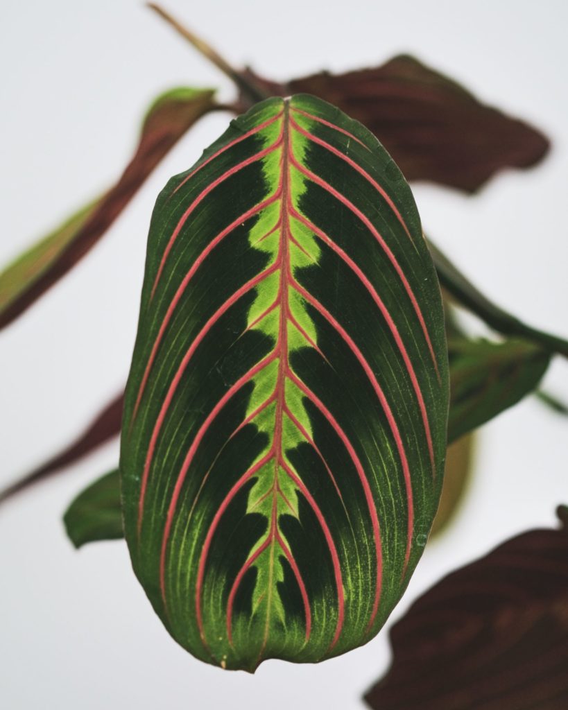 Prayer plant leaf up close