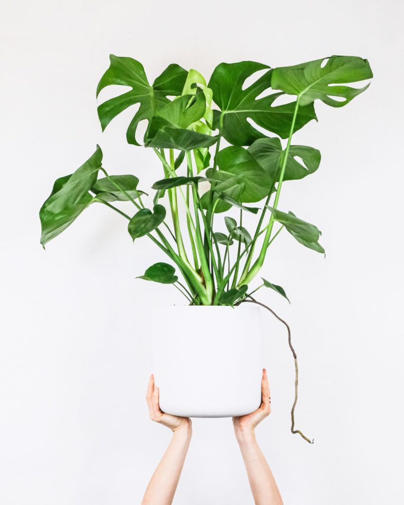 Monsterra plant in a white modern pot