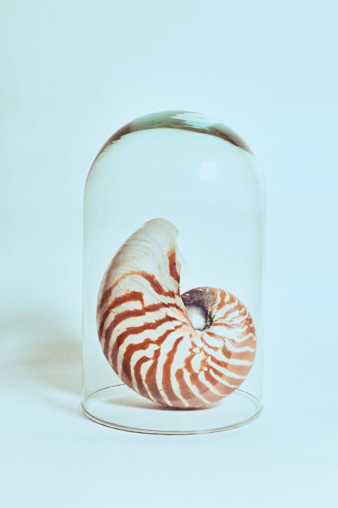 Shell in a glass jar