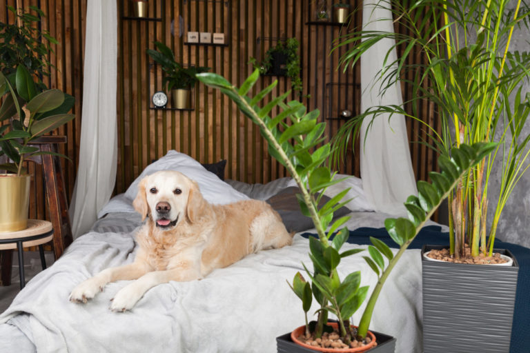 Bohemian bedroom with wood plant wall feature and Golden Retriever dog on bed