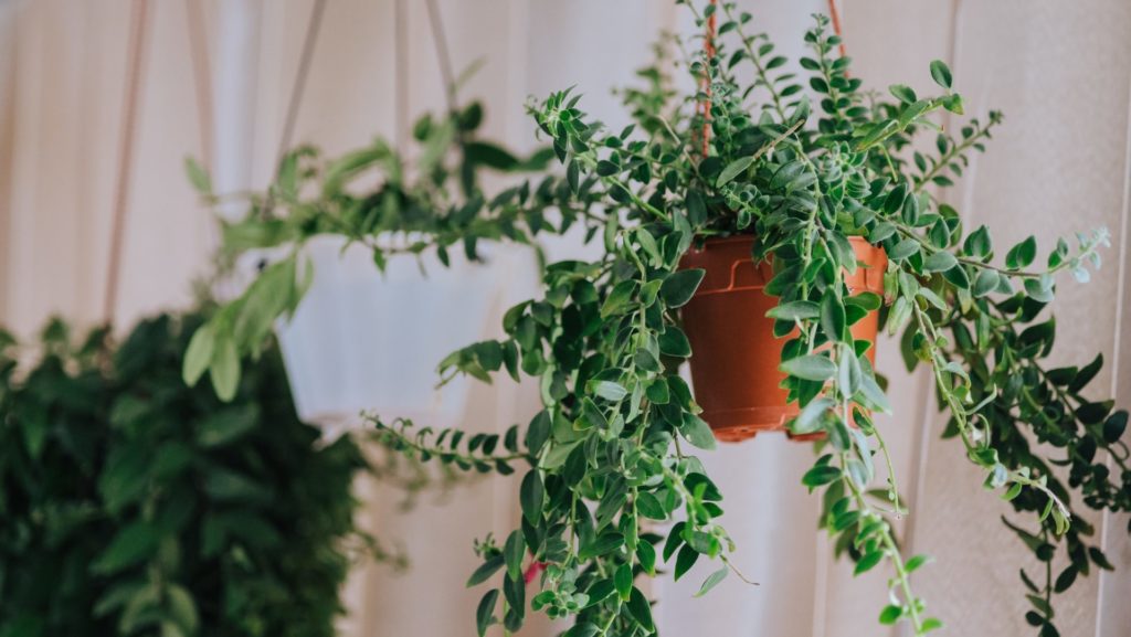 Indoor plants and ferns