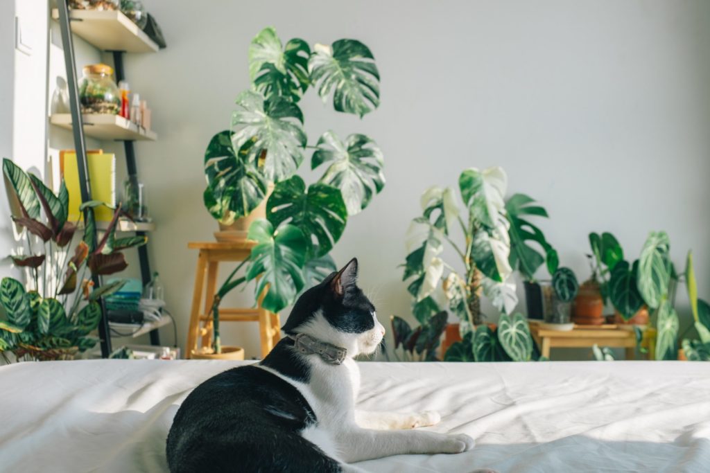 Monsterra plant in bedroom with cat on a bed