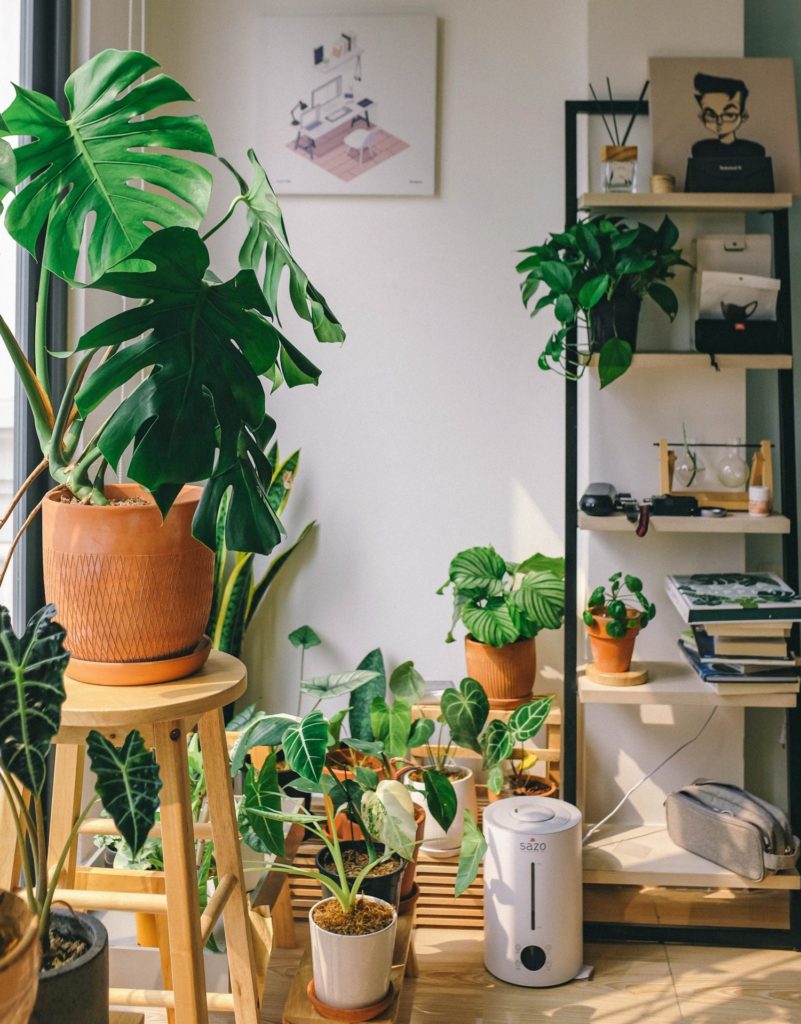 House plants in a variety of pots