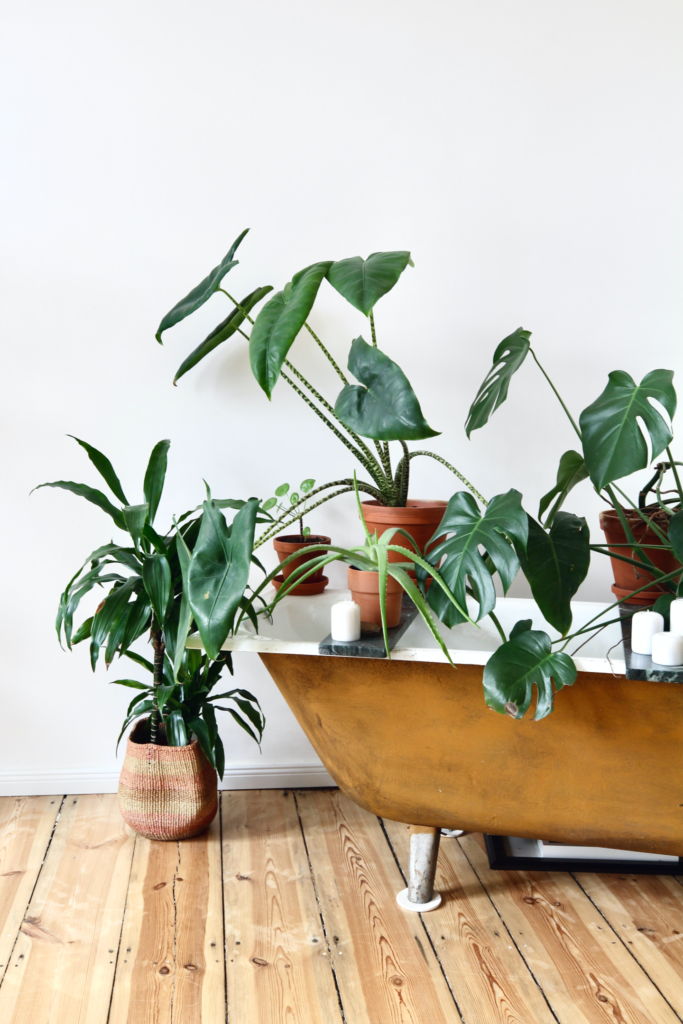 Houseplants in a vintage bathtub