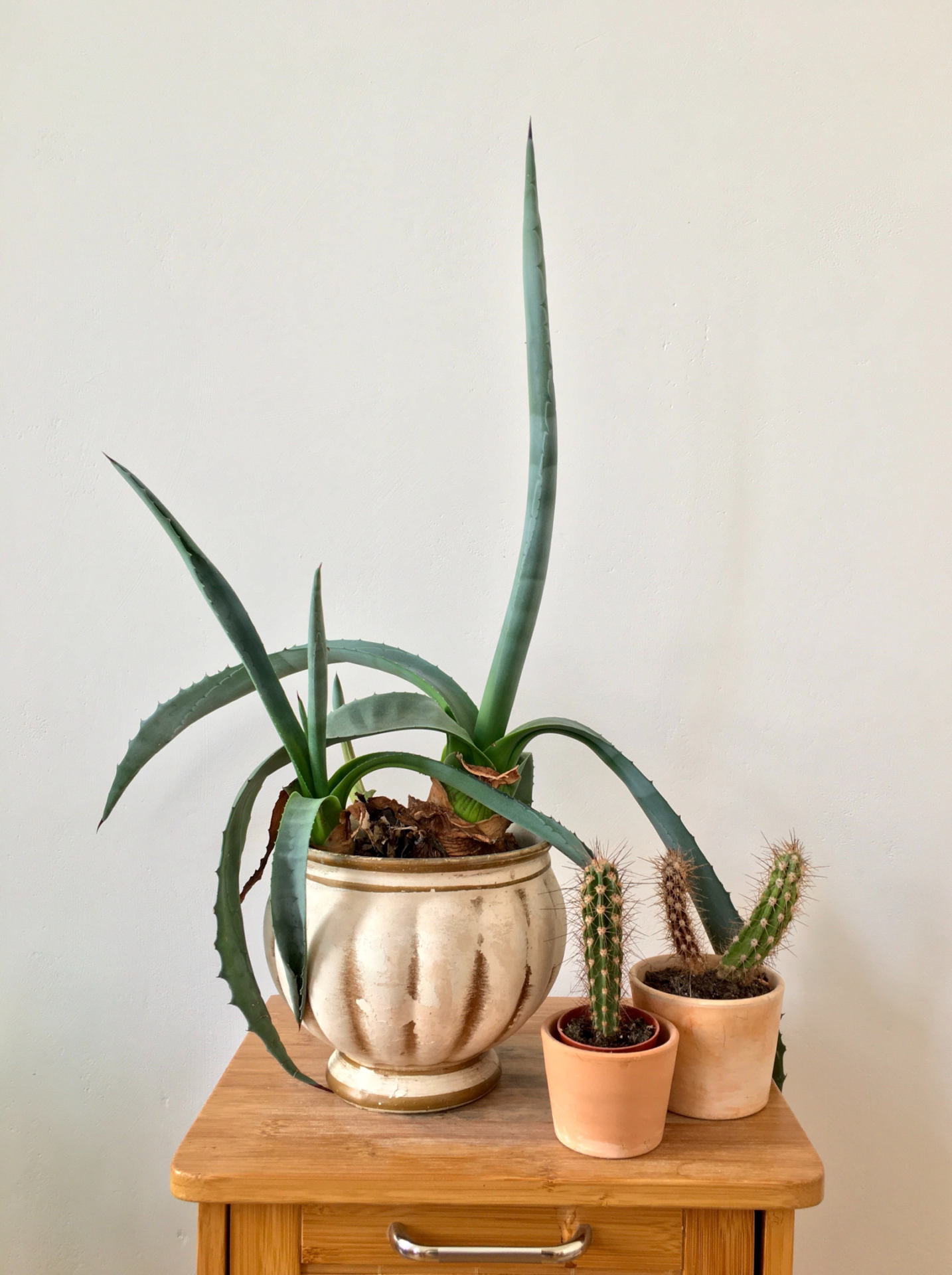 pots, plants, cactus