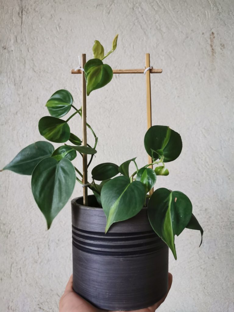 Boho black house plant pot