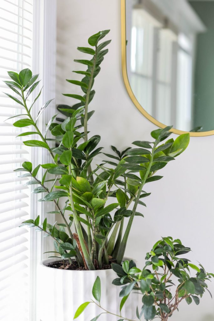 Indoor plants near a window