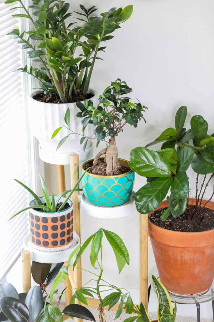 Variety of Boho planters and house plants on shelves