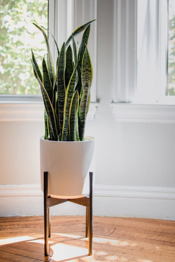 Snake plant in modern white pot