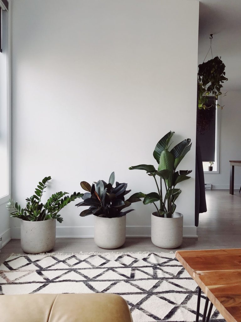 Indoor plants in modern cement pots