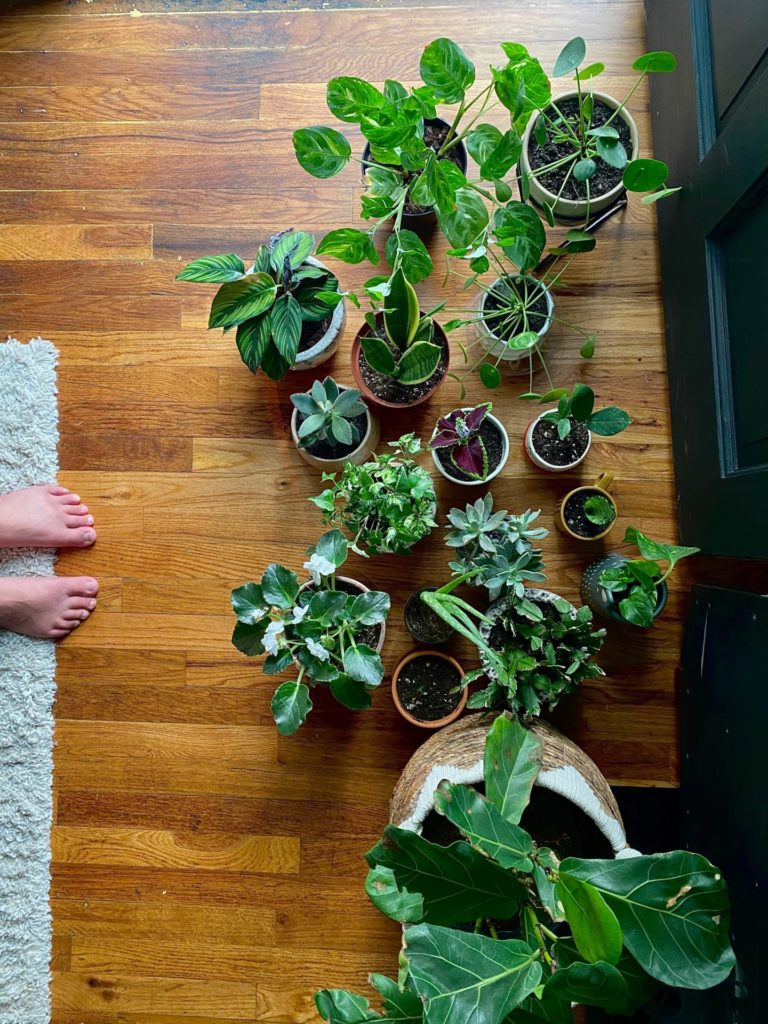 Multiple indoors plants on a wood floor