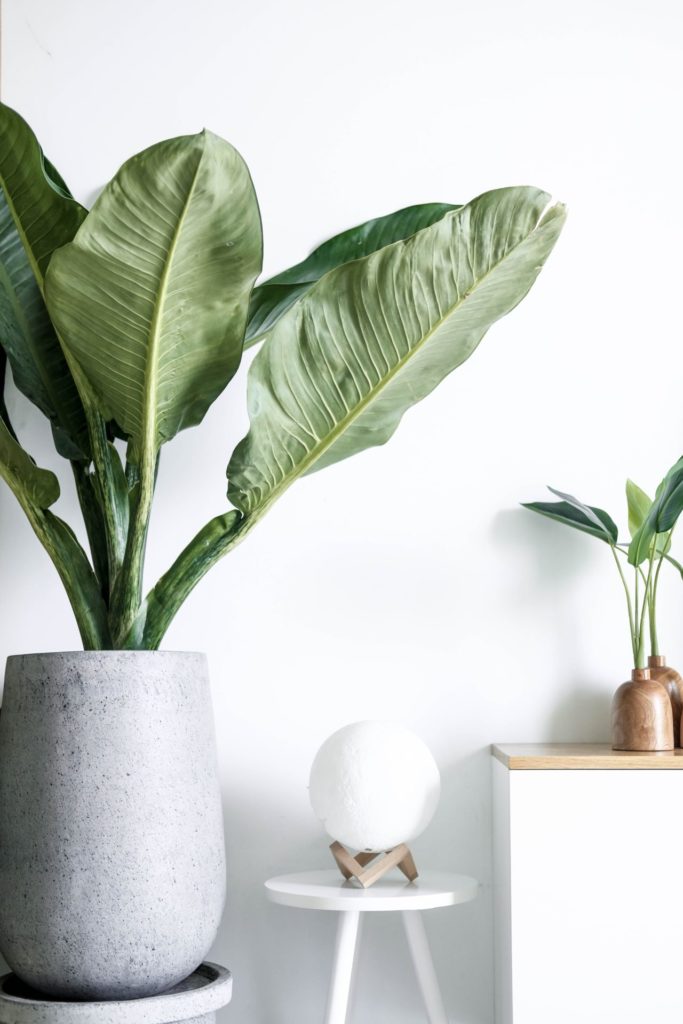 Indoor plants in minimalist pots