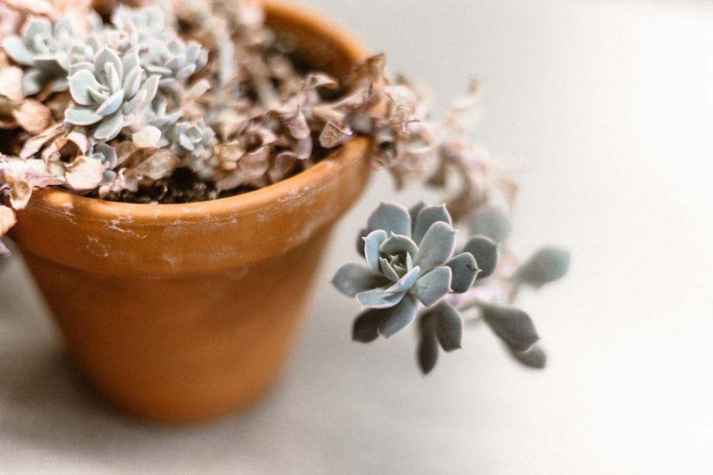 Terracotta pot with a succulent