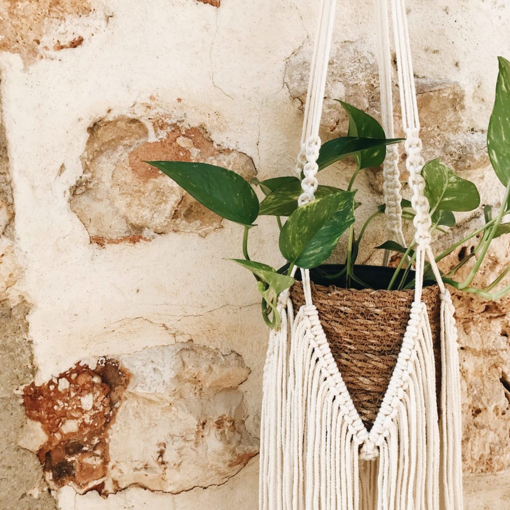 Plant in a macrame holder