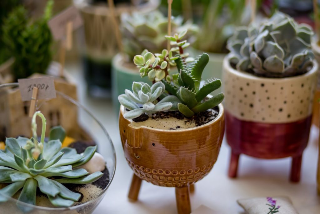 Tiny succulents is cute Boho earthy pots