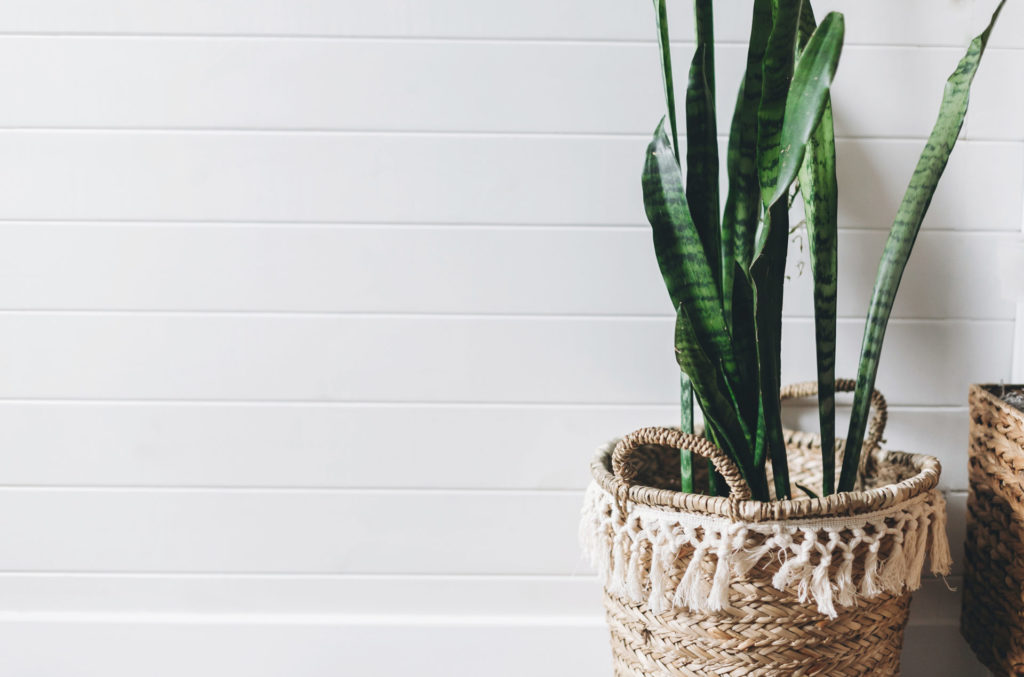 Snake plant in woven basket with tassels