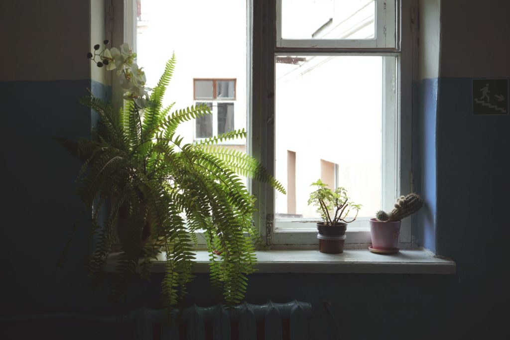 Fern by a window