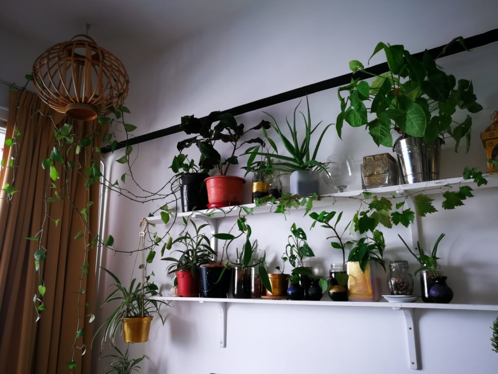 Many indoor plants and shelves